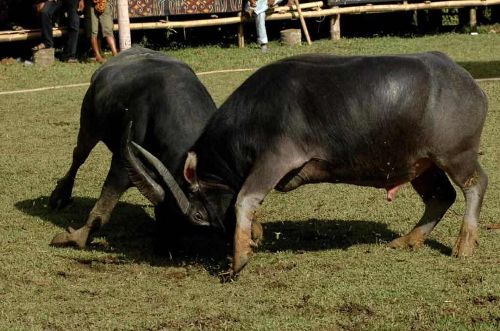 5 Cerita Legenda Minangkabau yang Paling Terkenal